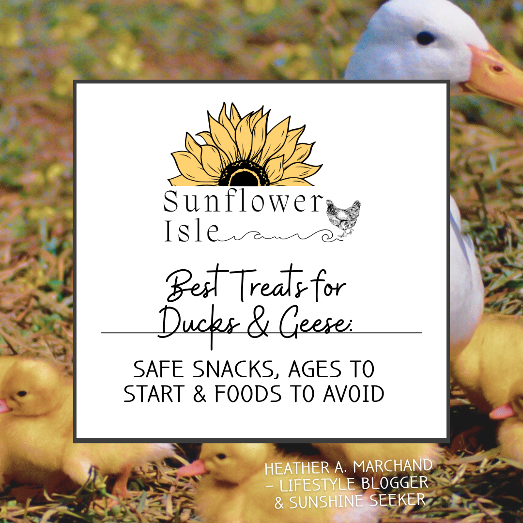 Best Treats for Ducks & Geese: What to Feed & When