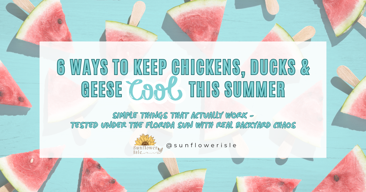 6 Ways to Keep Chickens, Ducks & Geese Cool This Summer